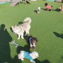 486독캠프 | 부산애견호텔 486독캠프 남구점 후기