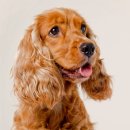 24시김승현외과동물메디컬센터 이미지