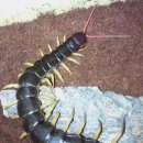 마이차우 이미지