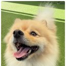 마마스미독펜트하우스 광주애견유치원&애견호텔 본점 이미지