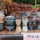 유천오리 이미지
