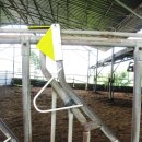 청와대목장 이미지