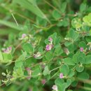 참싸리Lespedeza cyrtobotrya Miq.(콩과 싸리속) 이미지
