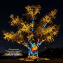 도동서원에서 만나는 특별한 클래스 | 물들다, 빛으로 다시 태어난 도동서원 은행나무