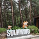 꽃다리커피 | 강릉 솔향수목원 | 무료입장, 초록버스, 하늘정원까지 완벽 가이드 🌲