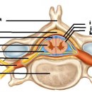 질병=질환(disease) 과 손상(injury) 2-6편 - 허리 Sinu-vertabra nerve 이미지