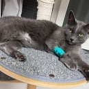 낭만고양이병원 이미지