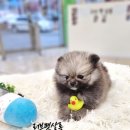 털뭉치살롱