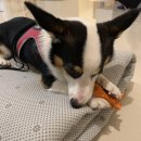 복골온천 애견스파 이미지