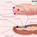 네일;연이가