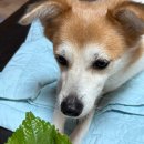 스파레이 이미지