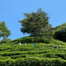 구재봉자연휴양림(하동) 이미지