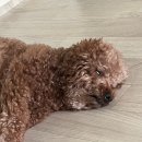 와따개 | [강아지 유치원/광주광역시 남구 봉선동] 와따개 후기