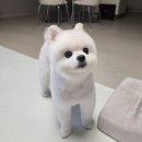 월 스트리트 애견유치원 이미지