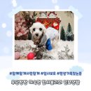 함께할 개 이미지