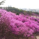 원미산 진달래 동산 연결 도당 수목원 벚꽃동산 놓칠수 없어 일요일(4월 6일) 번개걷기로 걷겠습니다 이미지