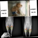 야당동물병원 이미지