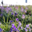 초원꽃화원 이미지