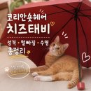 코리안숏헤어 치즈태비 특징은? 성격·털빠짐·수명 직접 키워본 후기