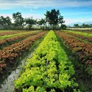 푸드위드 이미지