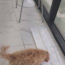 도브리댕 이미지