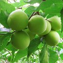 지리산농부마을협동 영농조합법인 이미지