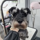 러블리 멍멍이 이미지