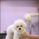 로라펫살롱 이미지