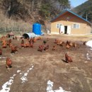 정하농장 이미지