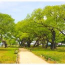 버드나무 이미지