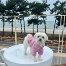 BK심장동물병원 | 왕십리동물병원 말티즈 심장병B1 BK심장동물병원