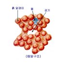 토양의 떼알구조(입단화) 이미지