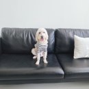 시흥 배곧 셀프사진관 캐모마일 스튜디오 쌍둥이 베이비샤워 촬영 후기 남겨요!