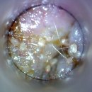 세정메디컬 | 고개를 자꾸 흔들어요 - 귀 진드기 외 이런 원인일 수 있어요 - 울산 중구 동물병원 라온동물메디컬센터