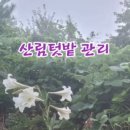 더드림팜