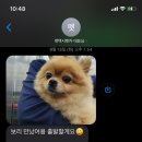 펫택시펫카 이미지