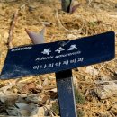 목련선경A_상 | [봄꽃 산책] 봄봄봄 봄이 왔어요