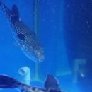 내포복집 이미지