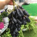 사림동221 이미지