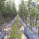 모과목장 이미지