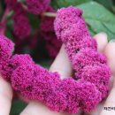정옥순농장 네이버블로그