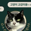 고양이미용사 임서영 이미지