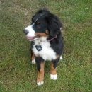 우리강아지 이미지