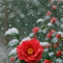 동백꽃약국 이미지