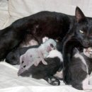 고양이랑 이미지