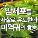 미역귀의 효능 이미지