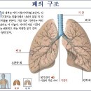 폐(허파)의 구조와 기능 이미지