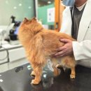 수색동물병원 이미지