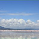 Great Rift Valley의 flamingo 이미지