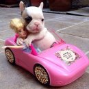 불독(bulldog) 이미지